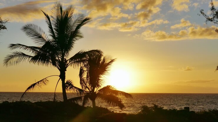Sunset over the ocean with palm trees