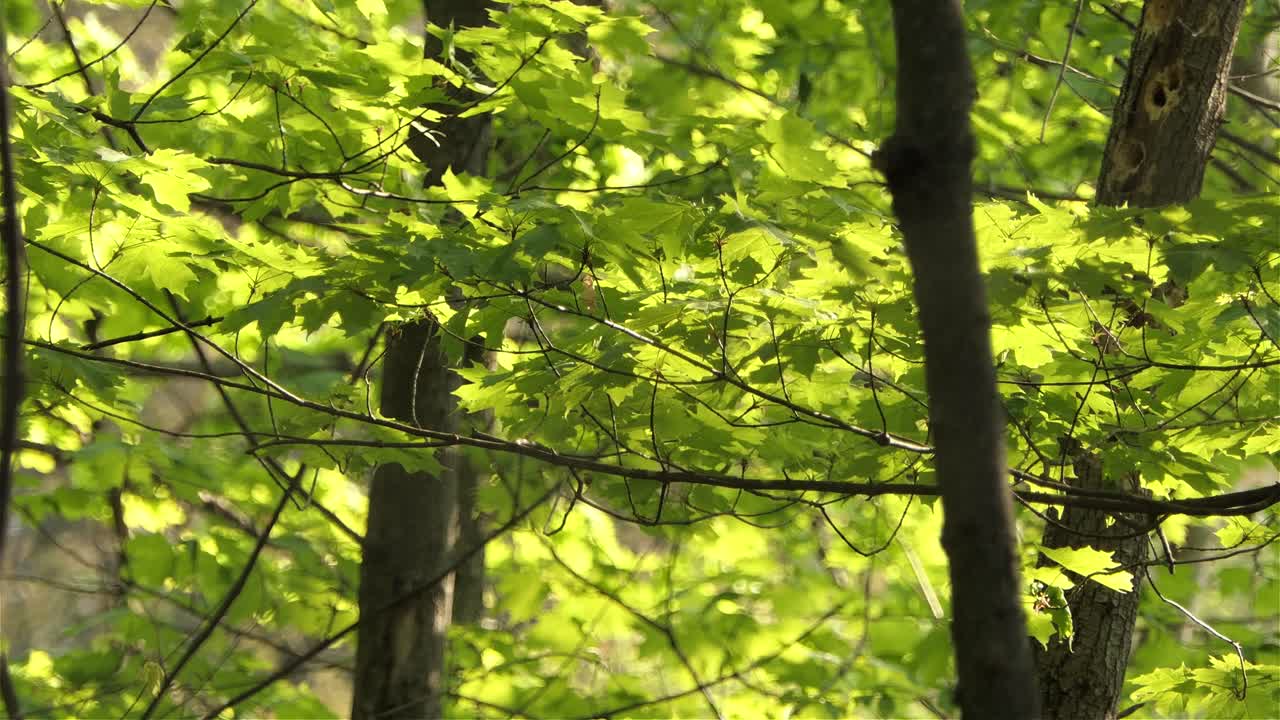 숲의 나뭇가지 위를 걷는 작은 갈색 새 - 낮은 각도 샷