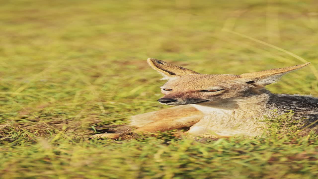 Vertical African Animals Shot of Jackal Portrait in Africa for Social Media on African Wildlife Safari, Black Backed Jackals Close Up Portrait Vertical Video for Instagram Reels and Tiktok