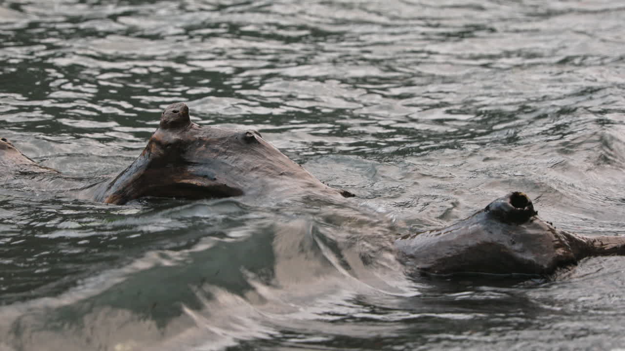 driftwood flotando en el agua con olas en lake crescent, washington - primer plano
