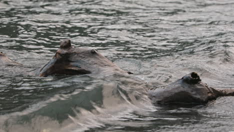 Driftwood-Flotando-En-El-Agua-Con-Olas-En-Lake-Crescent,-Washington---Primer-Plano