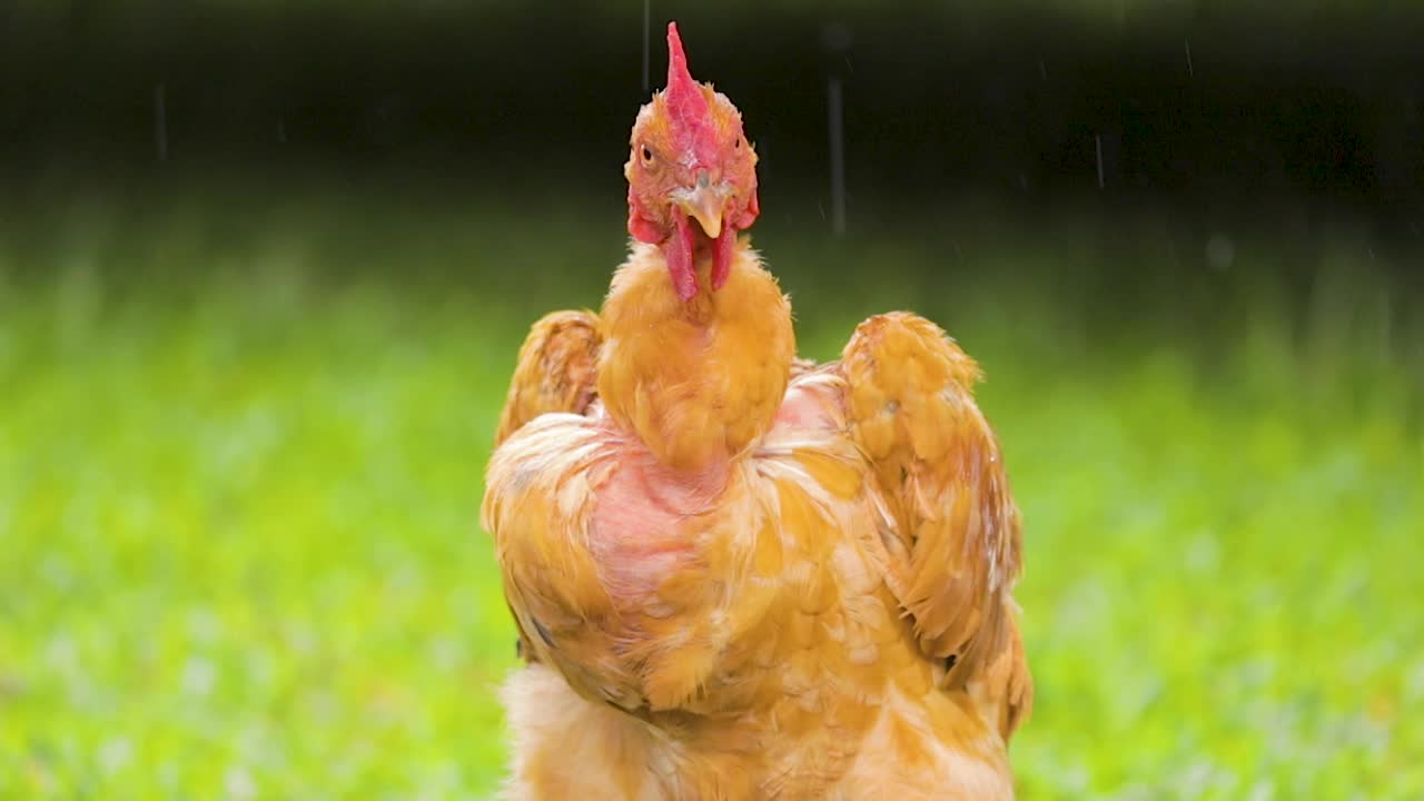 primer plano frontal de pollo bajo la lluvia, hermoso césped verde en el fondo, cámara lenta