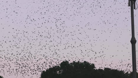 swallows-dancing-in-sync-in-Rome