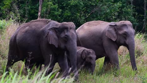 the asiatic elephants are endangered species and they are also residents of thailand