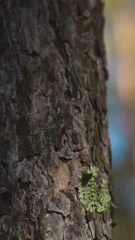 trunk of young pine tree with textured bark and growing green lichen in picturesque coniferous forest on nice sunny day slow motion