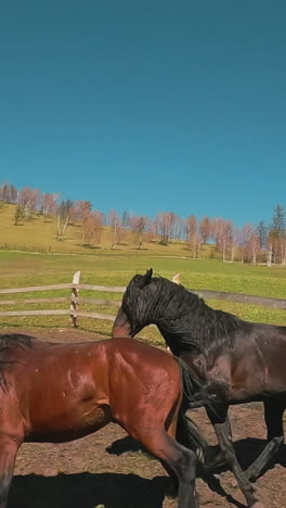 fleet legged horses run away from drone in paddock with wooden board fence first point view. playful equine animals graze at ranch slow motion