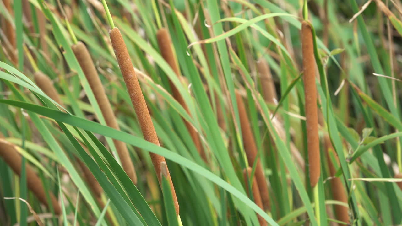 Bulrush heads, also called Cattail and Reedmace, blowing in a strong breeze