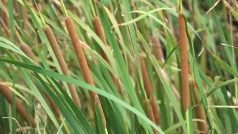 bulrush heads, also called cattail and reedmace, blowing in a strong breeze