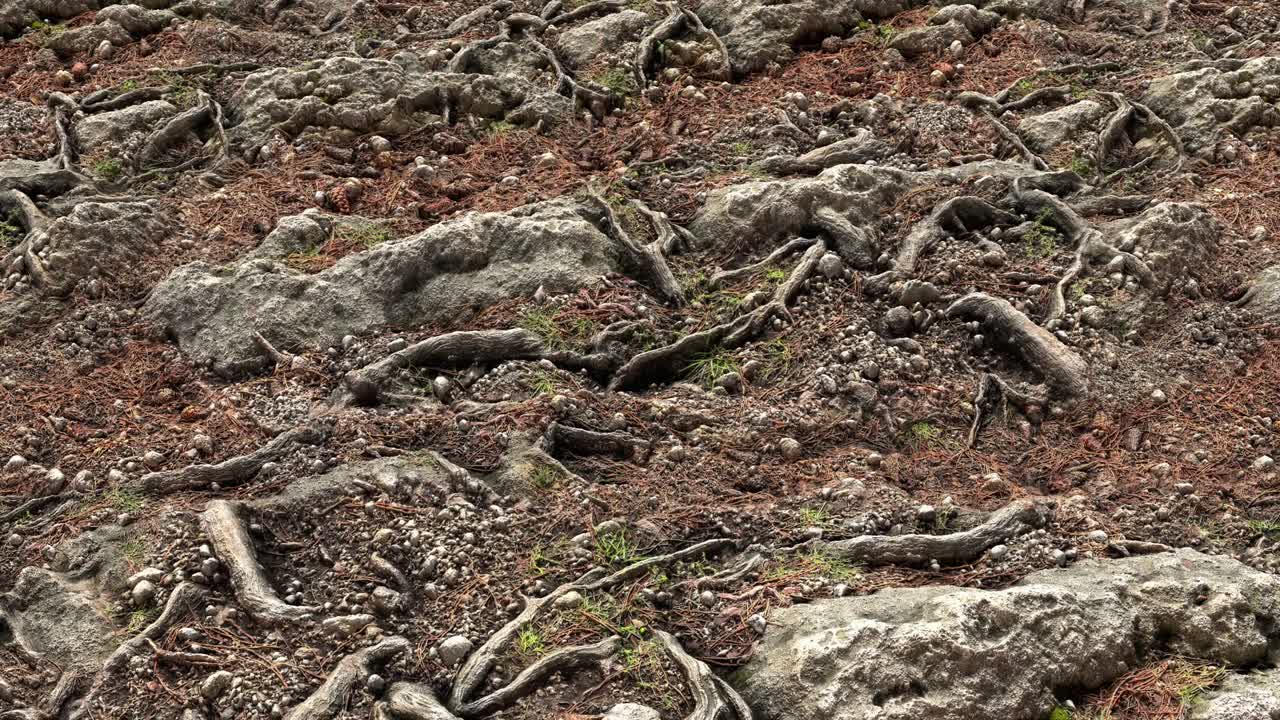 바위 지대 루프
