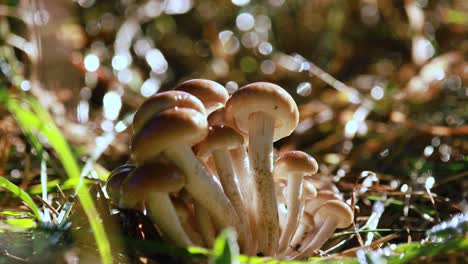 hongos armillaria de agarico de miel en un bosque soleado