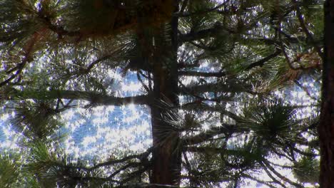 sunlight sparkles on water in lake tahoe behind a tall evergreen tree in the sierra nevada mountains