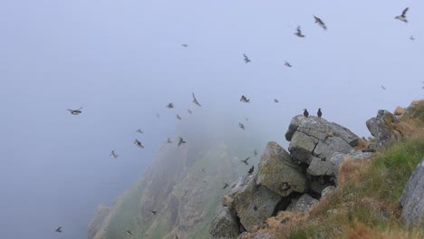 Atlantic-puffin-(Fratercula-arctica),-on-the-rock-on-the-island-of-Runde-(Norway).