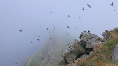 papagayo atlántico (fratercula arctica), en la roca de la isla de runde (noruega).