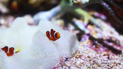 clownfish interact with their anemone home in the ocean.