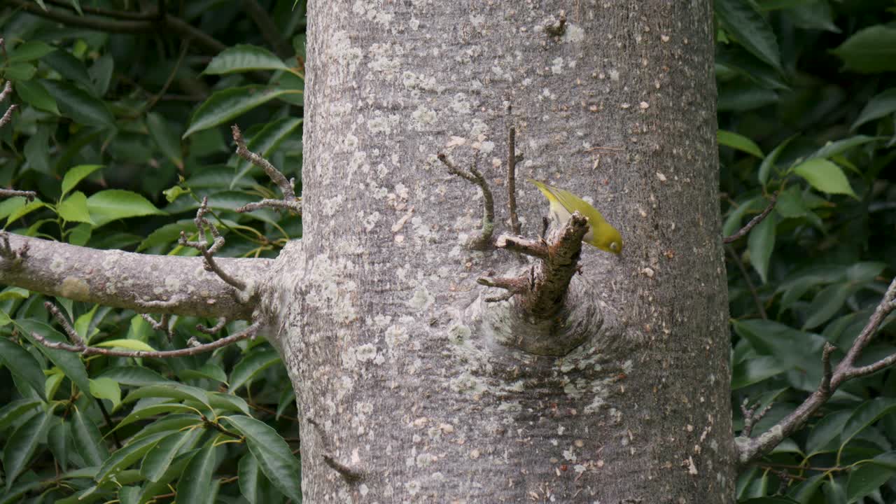 Japanese White-Eye Bird on Branch, Small Songbird During Spring