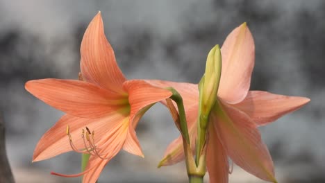 striped barbados lily - gold -light pink