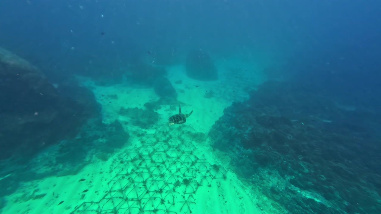 Grøn havskildpadde under vandet ved Gili-øen, Indonesien.