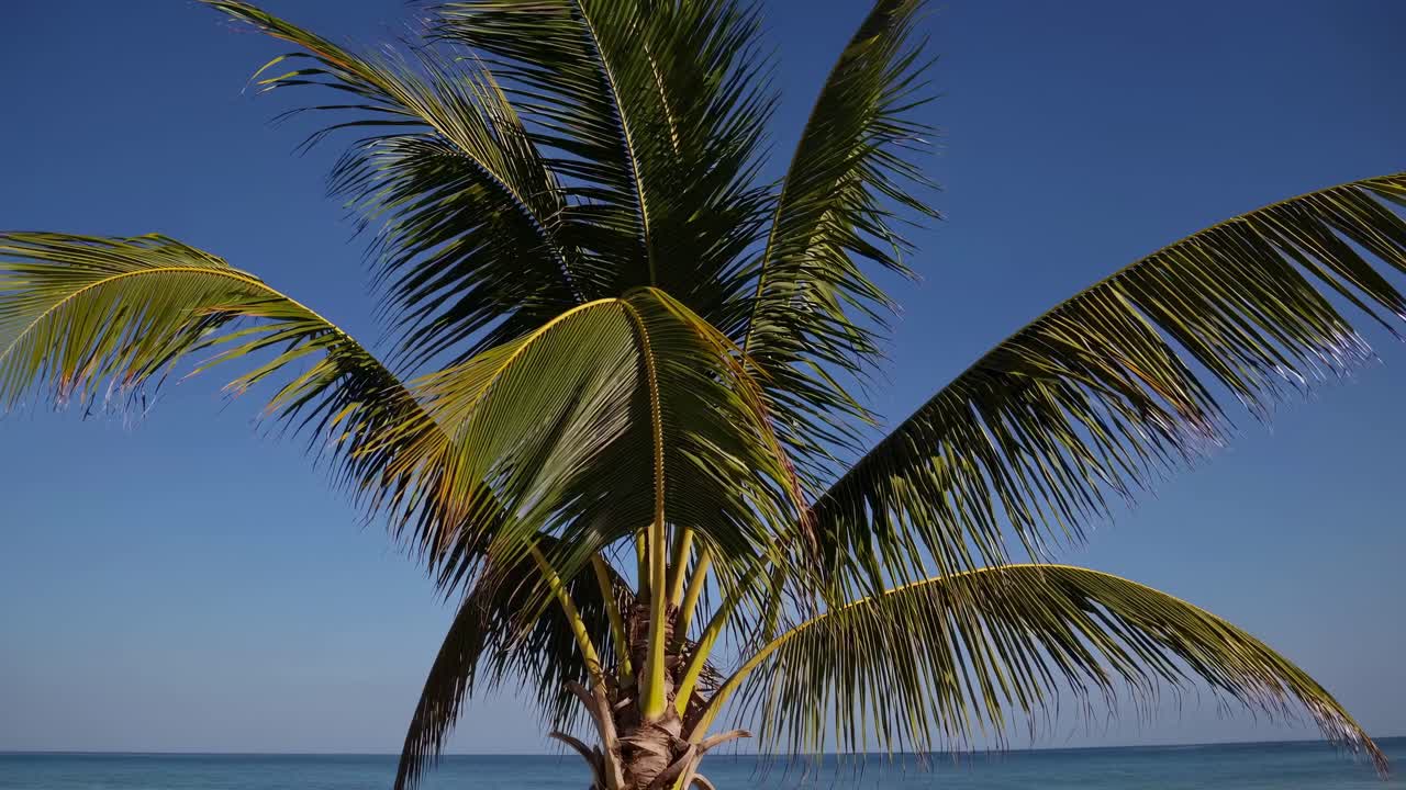 Un video che riprende una vista dal basso di una palma contro un cielo azzurro limpido, evocando un'atmosfera tropicale