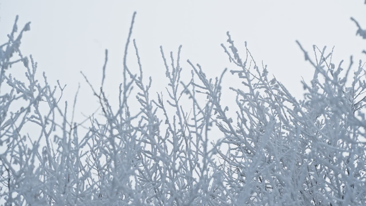 Snow-covered branches and icy landscape with a serene, calm atmosphere