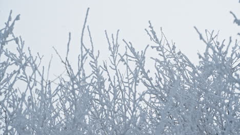 snow-covered branches and icy landscape with a serene, calm atmosphere