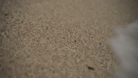 Upside-down-sea-turtle-hawksbill-wildlife-baby-sea-wave-white-foam-crawl-toward-sea-night-darkness-rural-village-countryside-Iran-tourism-landscape-marine-adventure-Qeshm-Island-wonderful-shining-sand