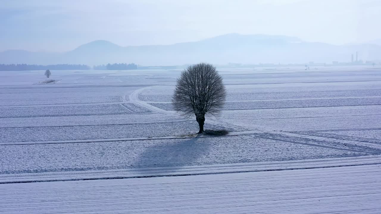 은 아침에 차가운  눈으로 인 겨울 풍경의 에서 고립 된 나무 실루을 둘러싼 드론 원과 함께 공중 전망