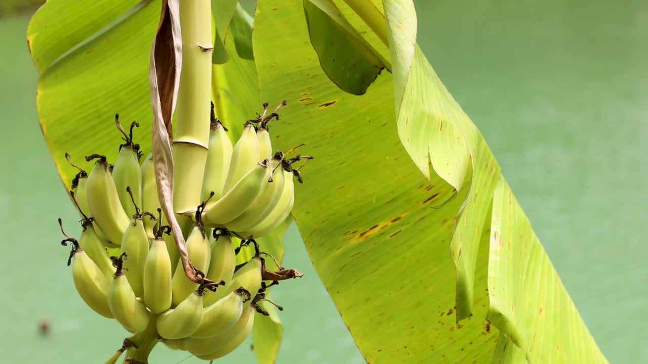 녹색 바나나는 자연의 빛에 활기찬 잎을 가진 나무에 자란다. 설정은 농업과 자연을 강조하는 열대입니다.