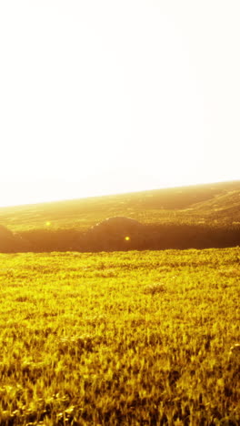 golden field at sunrise/sunset