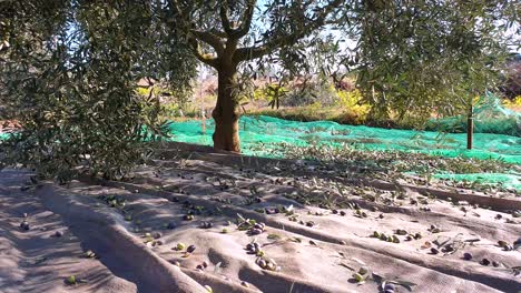 Olive-Harvest,-Shake-Tree-Branches-with-Harvesting-Tool,-Olives-Fall-on-Net