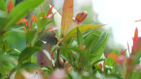 primer plano de hojas coloridas arrastradas por el viento