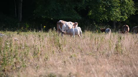 cow nursing cute baby white calf in the field