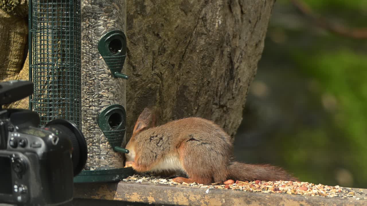 Scoiattolo rosso eurasiatico fotografato con una fotocamera su treppiede nelle vicinanze mentre mangia semi di girasole da una mangiatoia per uccelli da giardino