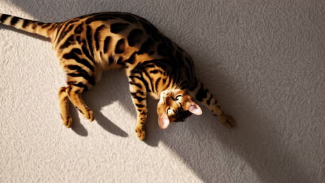 bengal cat with leopard spots relaxing in sunlight
