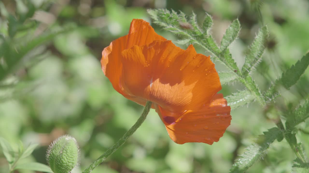꿀벌은 주위를 맴돌다가 결국 밝은 오렌지색 양귀비 안에 착지합니다.