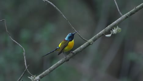 Aves-Raras-De-Nepal