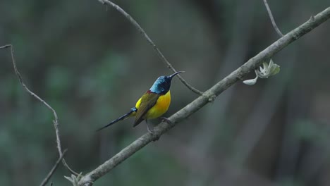 aves raras de nepal