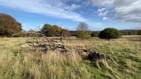 Alter-Toter-Baum,-Der-In-Einem-Sonnenbeschienenen-Feld-Mit-Bäumen-Im-Hintergrund-Liegt