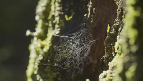 la red de araña en el tronco del árbol