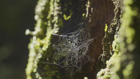 spider web on tree trunk