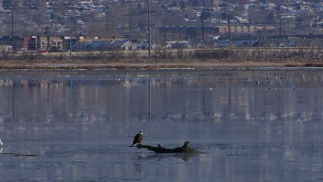 an eagle in the far distance perched on a branch