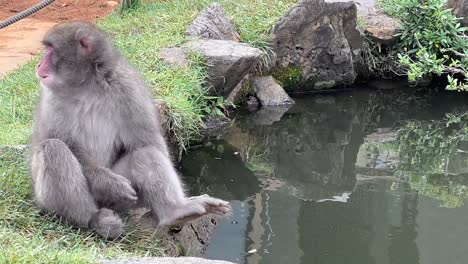 Japanese-Snow-Monkey-Drinking-Water-From-A-Pond-At-Arashiyama-Monkey-Park-In-Kyoto