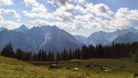 timelapse di mucche che si rilassano sulle alpi austriache con le folle che volano sopra le montagne sullo sfondo