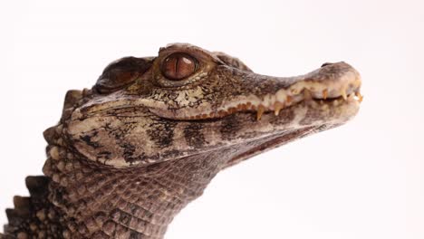 cuviers dwarf caiman breathing low jaw view slomo