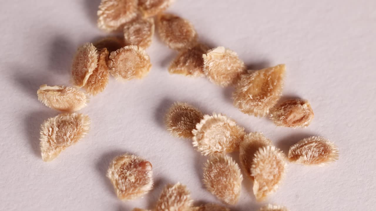 Close-up macro video of tomato seeds arranged on a white surface, highlighting texture and detail with soft lighting