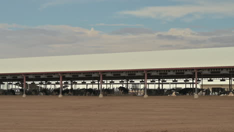 cows underneath a roof in a central california feed lot