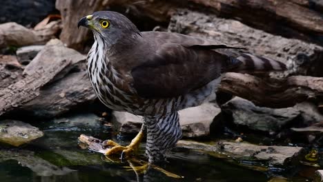 El-Azor-Crestado-Es-Una-De-Las-Aves-Rapaces-Más-Comunes-En-Asia-Y-Pertenece-A-La-Misma-Familia-De-águilas,-Aguiluchos