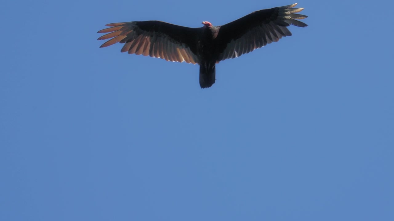 Primo piano di un avvoltoio con le ali spiegate che vola nel cielo. Movimento lento