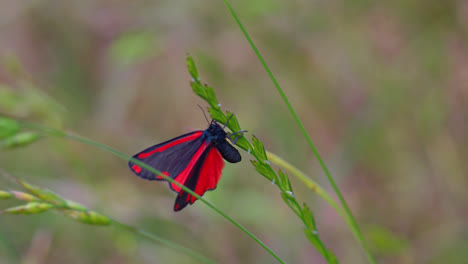 la polilla cinnabar es una polilla ártica de colores brillantes que se encuentra como especie nativa en europa y asia occidental y central.