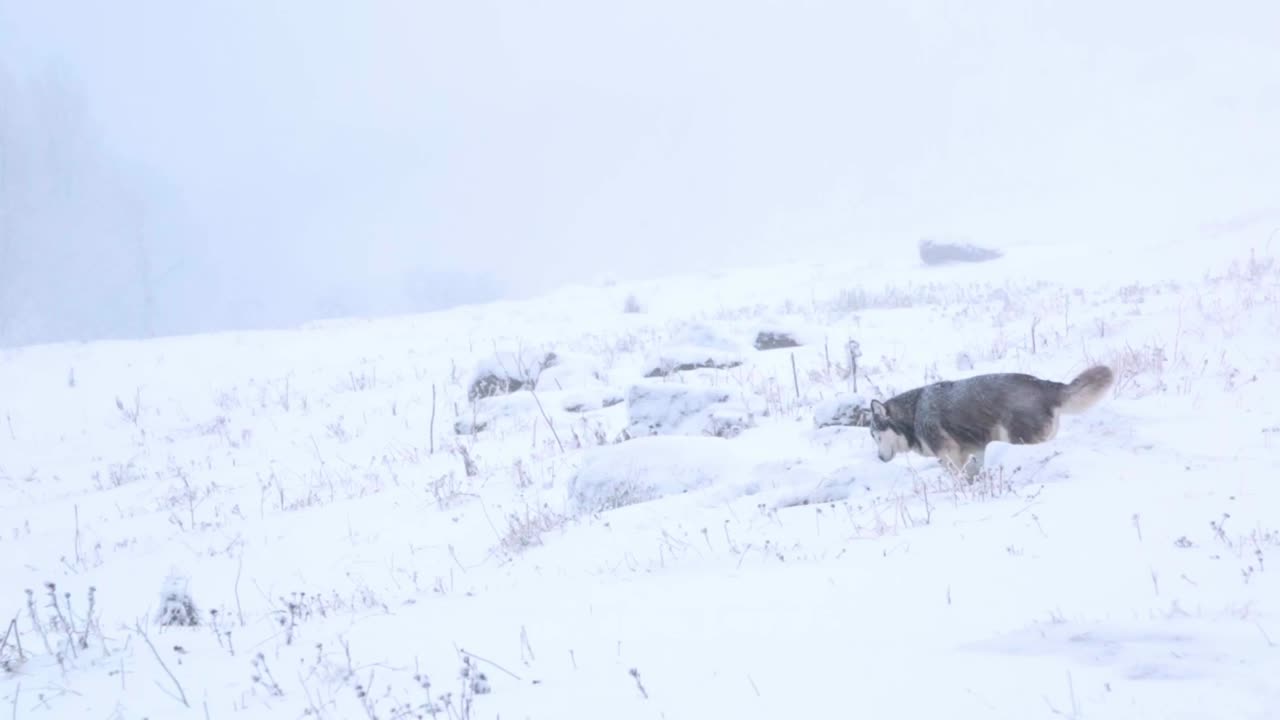 A happy husky playing in a field during a snowstorm