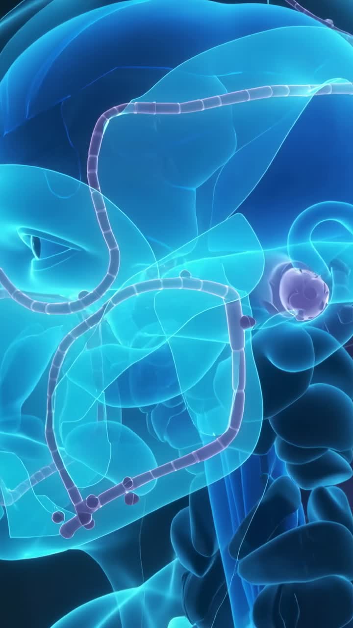 Vertical video: Panning camera tracing tubing along 3D head to ear disc in medical render to teach